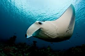 Manta Ray Wikipedia