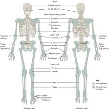 Some of them are trace metal contents of human tissues and total body burdens are useful for studies of nutrition and. Anatomy And Physiology Lab I On Openalg
