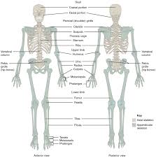 See more ideas about anatomy, anatomy drawing, anatomy reference. Anatomy And Physiology Lab I On Openalg