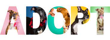 Through its 32 pet food pantry locations in 18 states, vca charities has helped to provide over 2 million pet food meals to pets in need. Franklin County Dog Shelter Adoption Center Home Facebook