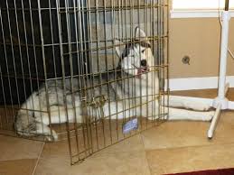 No cats or small furries. How To Stop Dog Escapes