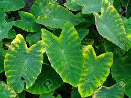 Lista de fichas de plantas de interior y terrazas :. Colocasia Planta Oreja De Elefante Coconame La Malanga Eddoe Taro Japonesa Fotos Retratos Imagenes Y Fotografia De Archivo Libres De Derecho Image 71105589