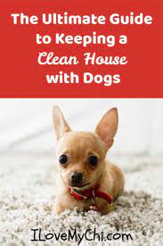 How To Keep Your House Clean When You Have Pets Big Dog Little Dog Dogs Pets