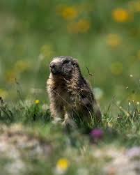 Alpine Marmot Spotted A Number Of These Cute Rodents On The French Alps They Make Such A Noticable Sound Photography Pho
