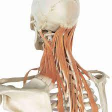 Related posts of muscle anatomy back of neck back muscle chart. Levator Scapula Muscle And Its Role In Pain And Posture