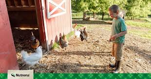 However, many generic dog treats out there can be full of unwanted ingredients. Mount Nebo Agway On Twitter Are You Interested In Building A Coop For Your Flock Check Out This Blog On How To Build A Coop From Scratch Nutrena Https T Co A6dokubq5a Https T Co Mtjfugsnt8