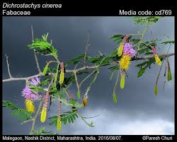 Image result for Dichrostachys