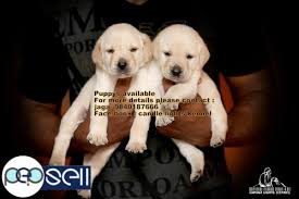 Looking for a labrador retriever puppy or dog in buffalo, new york ? Labrador Puppies For Sale In Chennai 9840187666 Chennai Free Classifieds