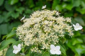Most varieties of hydrangeas, with the exception of bigleaf, mophead, florist, and climbing, blossom and bloom only on new growth. 732 Climbing Hydrangea Photos Free Royalty Free Stock Photos From Dreamstime