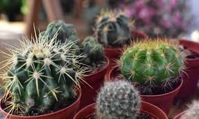 Fruits are harvested from late november to. Ferocactus Is Barrel Cacti From The Americas Crazy Plants Crazy Critters