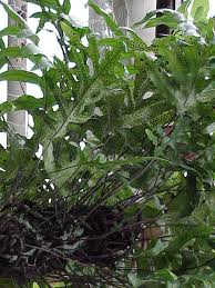 Image result for Polypodiaceae