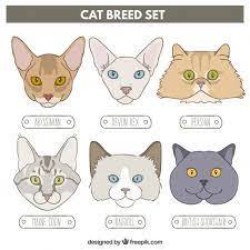 Hand Drawn Cat Breed Set Cat Breeds Cat Illustration Cute Disney Drawings