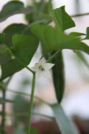 Check spelling or type a new query. How To Plant And Grow Green Chili Peppers In Pots From Seeds Dengarden