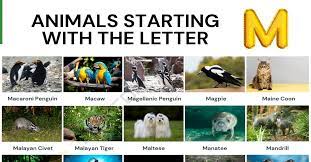 All these animals ending with m are verified using recognized sources for their authenticity before . Animals That Start With M Names Of 43 Animals Starting With M 7esl