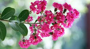 Same day or next day delivery is available. Myrtle Flower Meaning Symbolism And Colors