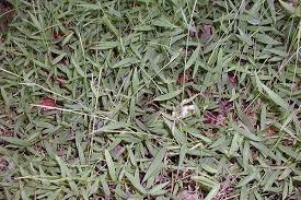 Image result for Microstegium