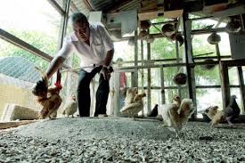 We did not find results for: Jual Ayam Serama Rm35 000 Seekor