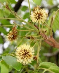 Image result for Xylia africana