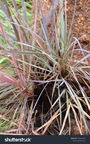 Image result for Xerophyta retinervis