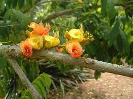 The fruits, which resemble green beans, hang down from the branches and provide another visually intriguing feature. Plantfiles Pictures Morten Bay Chestnut Morton Bay Chestnut Moreton Bay Chestnut Black Bean Tree Castanospermum Australe By Rwhiz
