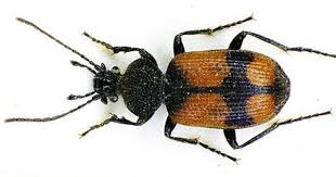 Black And Yellow Longhorn Beetle Poisonous 