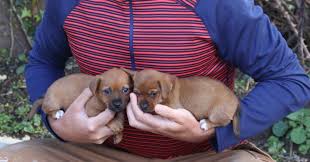 Free for commercial use no attribution required high quality images. Rosie And Socks Are Jack Russell Terrier Puppies Pete The Vet