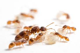 Image result for Anthephora schinzii