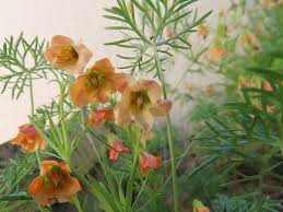 Image result for Hermannia quartiniana