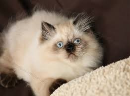 We are also very proud of our mink & sepia ragdoll program and striving very hard to produce only. Himalayan Kittens Himalayan Kittens For Sale Himalayan Catspersian Himalayan Kittens For Sale In A Rainbow Of Colors In Business For 32 Years