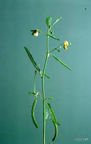 Image result for Aeschynomene indica