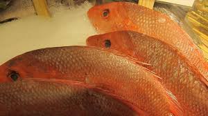 Penampakan ikan yang berhasil ditangkap di laut lepas australia ini bikin ngeri yah tampangnya. Jenis Jenis Ikan Laut Yang Populer Untuk Dikonsumsi Kepogaul