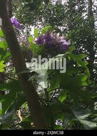 Image result for Solanum wrightii