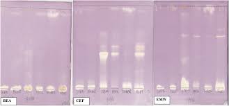 Image result for Stomatostemma monteiroae