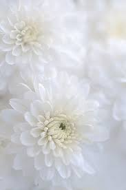 Soft White Chrysanthemums White Background Photography White Chrysanthemum White Flowers