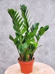 Piante da internodracena, sanseveria, beaucarnea, zamioculcas: Zamioculcas Zamiifolia 6 Plants Hydroponic Plants House Plants