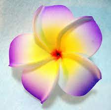 Pin On Frangipani