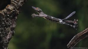 Free shipping on orders over $25 shipped by amazon. Branch Gecko Jump Tree Wallpaper Background Best Stock Photos Toppng