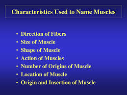 Thousands, or even tens of thousands, of small fibers make up each muscle. Ppt Introduction To Muscles Powerpoint Presentation Free Download Id 158402