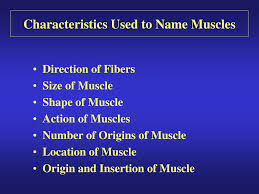 Muscle names are actually quite interesting. Ppt Introduction To Muscles Powerpoint Presentation Free Download Id 158402