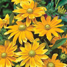 Pin On Flower Potted