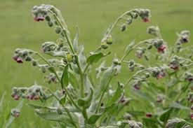 Image result for Rhipidoglossum eggelingii