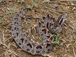The Top 10 Deadliest And Most Dangerous Snakes In The World Pit Viper Snake Lovers Snake