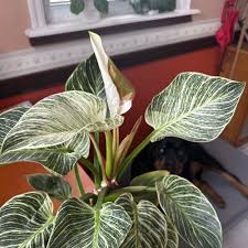 Image result for Dipcadi platyphyllum