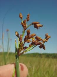 Image result for Schoenoplectus muricinux