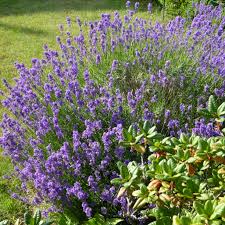 Lavendel Im Eigenen Garten Anpflanzen In 2020 Garten Anpflanzen Zierpflanzen Garten