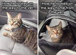 Pin On Cat Memes