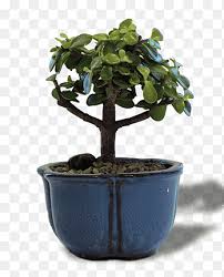 We did not find results for: Chinese Sweet Plum Bonsai Flowerpot Tree Jade Plant Indoor Bonsai Chinese Sweet Png Pngegg