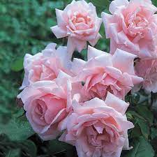 The new dawn rose is not as tall as its parent which grows from 10 to 25 feet, but is a little less ambitious, only growing to 10 or 15 feet. Rosa New Dawn