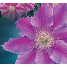 Ruppel' was bred in greece in the early 1970s. Clematis Dr Ruppel Windlestone Nursery Garden Centre In Ferryhill Durham