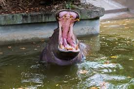 Creepy Bird With Big Mouth Hippopotamus Hippo In Water Open Big Mouth Hippopotamus Hippo In Water Ope Ad Water Hippo Hippopotamus Mouth Bi Big Mouth Hippo Stock Photos